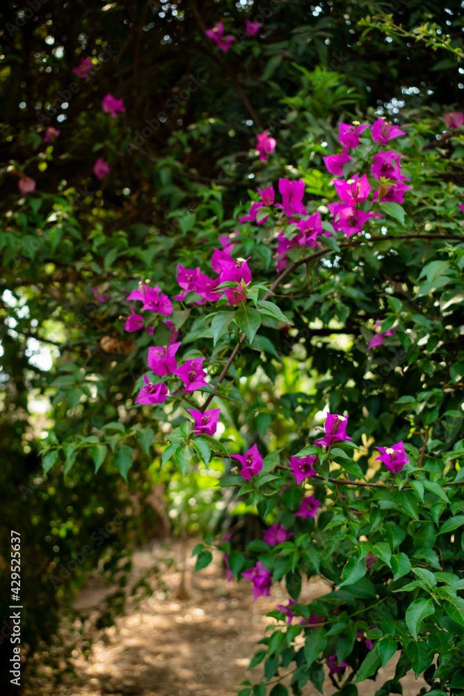 Flores Buganbilias