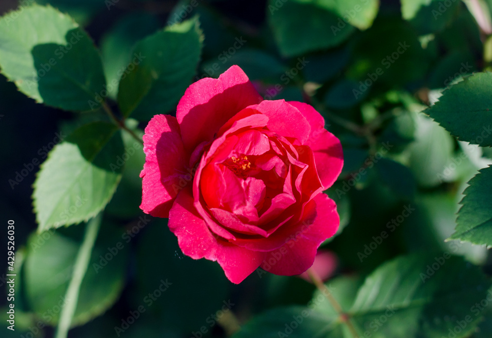 Rose in dewdrops in the garden Rose in dewdrops in the garden