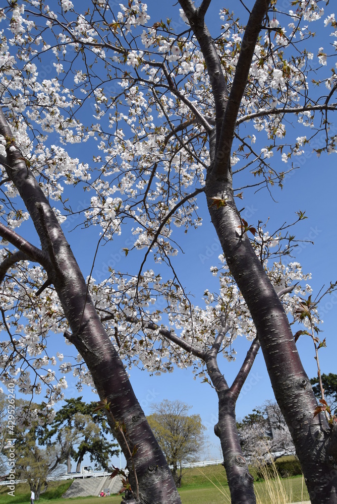 武庫川 武庫川