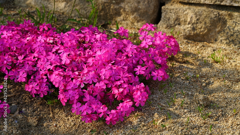 Pink Moss phlox  in bloom on the flower bed