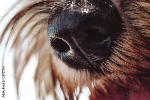 Cuadro en lienzo schnauzer nose, dog