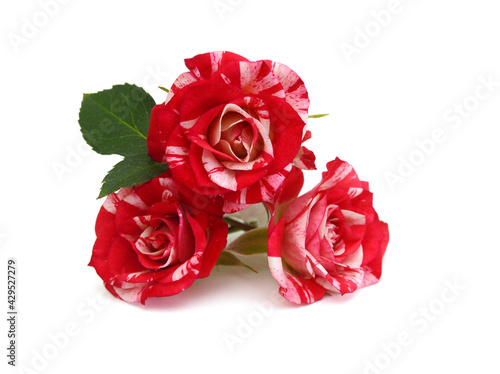 Bunch of rosy roses isolated on white 