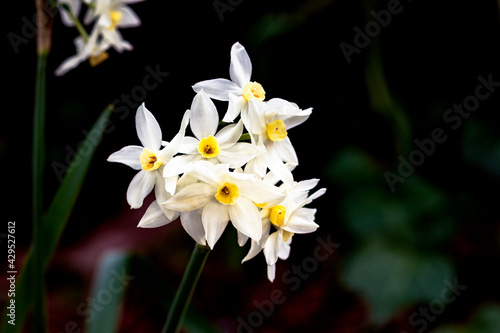 Fototapeta Paperwhites are part of the genus Narcissus which includes plants known as daffodils