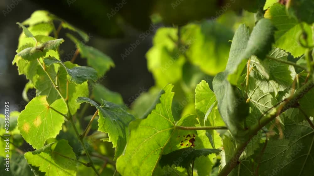 Detail of grape leaves at sunset sun in a vineyard in Galicia in slow motion Detail of grape leaves at sunset sun in a vineyard in Galicia in slow motion