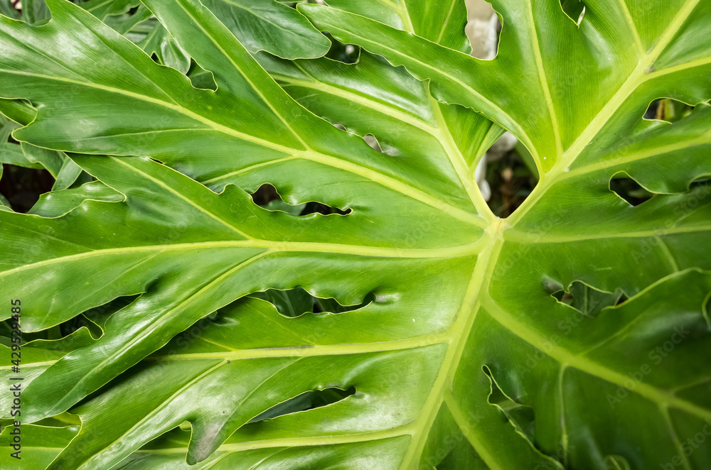 Obraz premium tropical plant background
