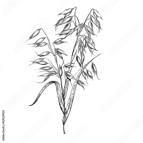 Hand drawn sketch black and white oat branch, grain, seeds, grass. Vector illustration. Elements in graphic style label, card, sticker, menu, package. Engraved style