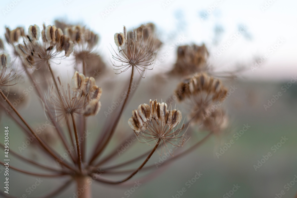 Fototapeta premium campos de castilla cereales puesta de sol