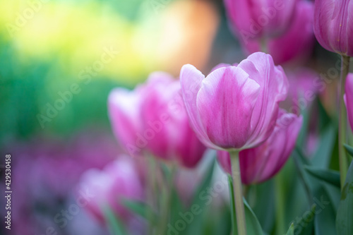 Fototapeta Naklejka Na Ścianę i Meble -  Beautiful bouquet of tulips. colorful tulips. nature background