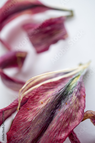 Wallpaper Mural textura de Pétalo de Lirio Fucsia con desenfoque Torontodigital.ca