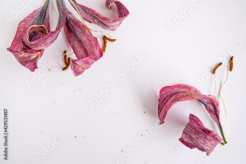 Wallpaper Mural Pétalo Aislado Lirio Fucsia Torontodigital.ca