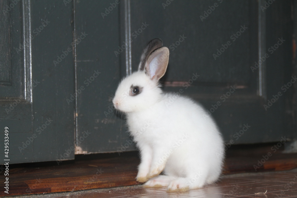 Obraz premium White Rabbit playing indoor