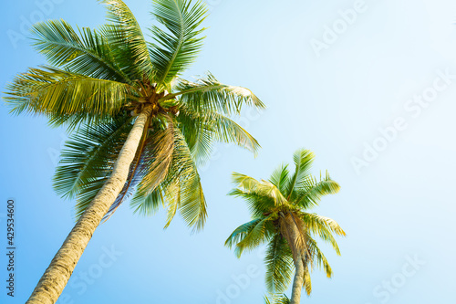  coconut tree on the beach with blue sky background
