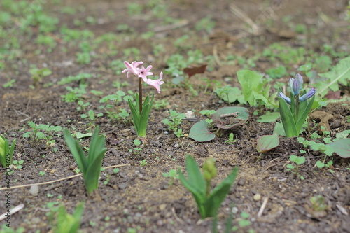 花 