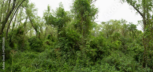 Lush vegetation in the jungle. Panorama view of the green forest. Beautiful plants texture and pattern. 
