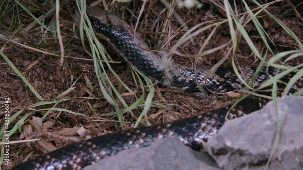 False water cobra hooding making itself look like a cobra False water cobra hooding making itself look like a cobra
