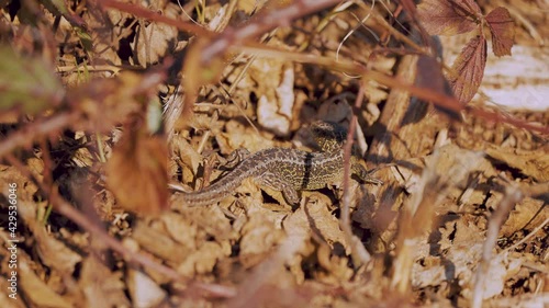 Sand Lizard sunbathing on ground under tree branches in sandy environment of veluwe, close up sunny day photo