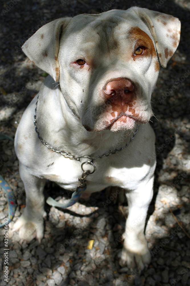 english bull terrier