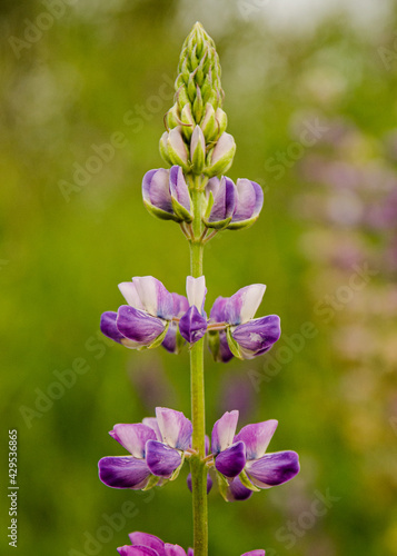 Isolated Lupine