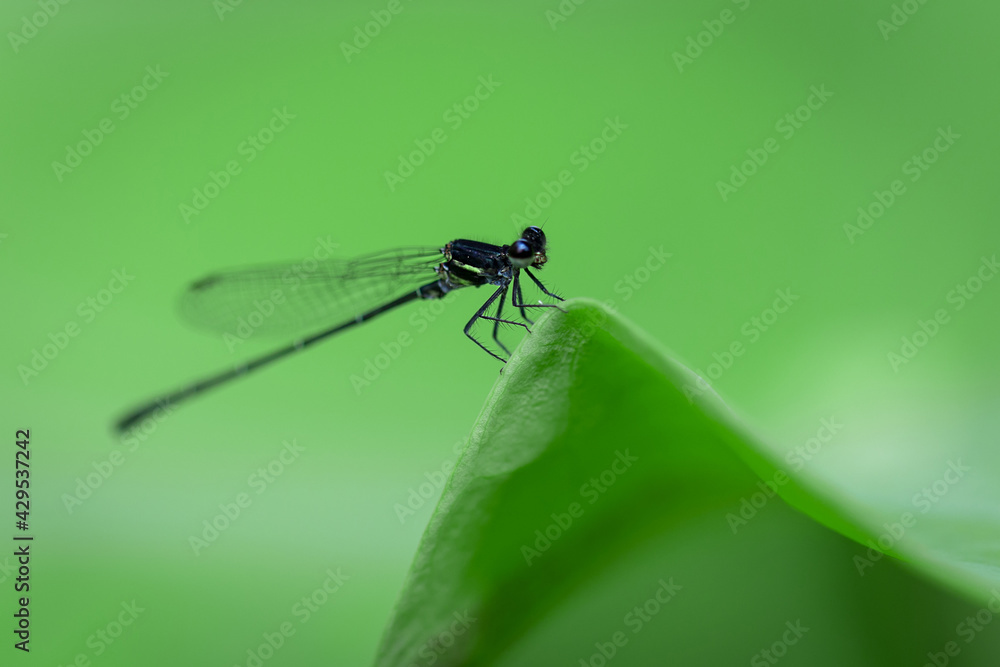 Dragonfly macro view. Dragonfly on green leaves Dragonfly macro view. Dragonfly on green leaves