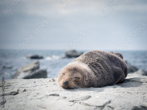Seal having a nap on the beach
