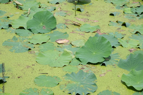 Lotus leaves in the pond are filled with duckweed during the day. © Weerayuth