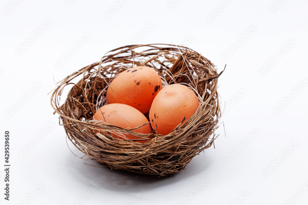 bird's nest with three eggs in studio light bird's nest with three eggs in studio light