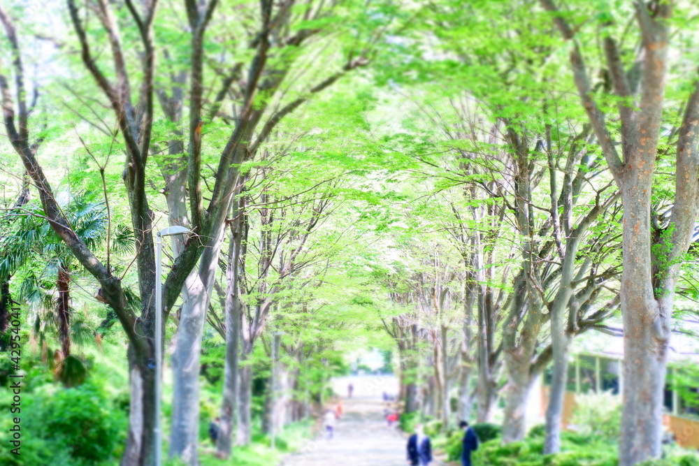 緑のトンネルを散歩 緑のトンネルを散歩