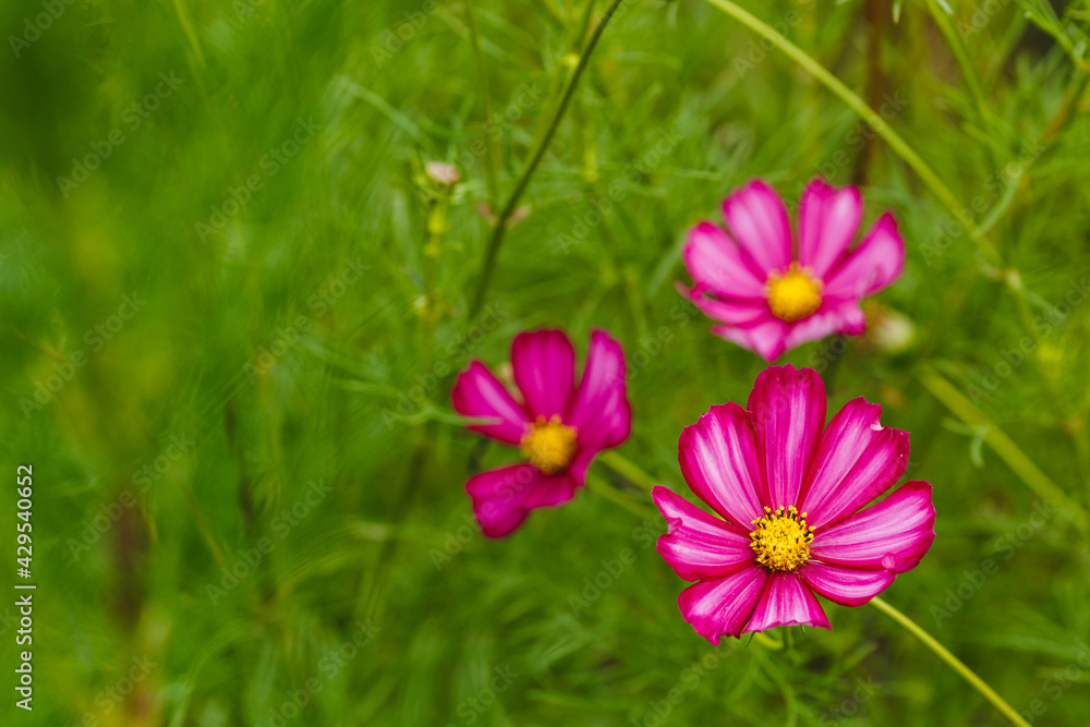 Blossoming grass with a delicate pink flowers on green garden. Background copy space. Close up Blossoming grass with a delicate pink flowers on green garden. Background copy space. Close up