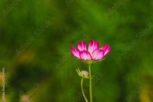 Blossoming grass with a delicate pink flower on green garden. Background copy space. Close up