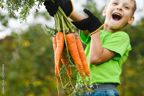 Outdoor activity. Little glad boy holding a fresh harvested ripe carrots in his hands in farm outdoor. Harvest in green garden outdoor. Just picked vegetables