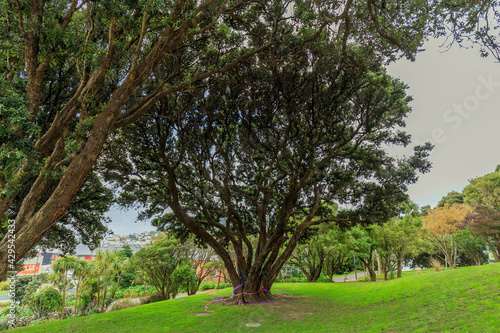 A tree on the National War Memorial Park in Wellington, New Zealand.