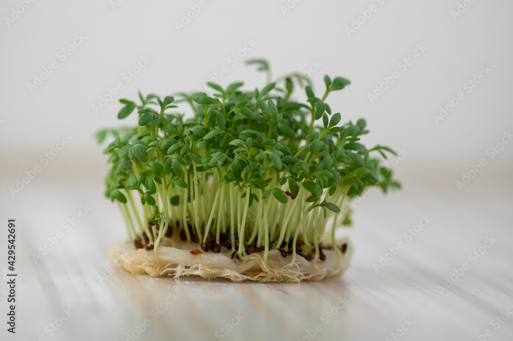Fresh lepidium sativum growing on facial cotton swab on light stripped table, looks like small tropical island, tasty herbs Fresh lepidium sativum growing on facial cotton swab on light stripped table, looks like small tropical island, tasty herbs