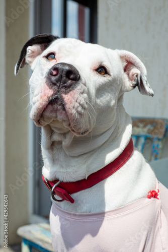 Cute White Female Pitbull Portrait Red Collar photo