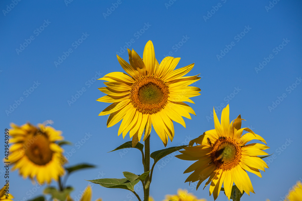 Beautiful landscape with sunflower field over blue sky Beautiful landscape with sunflower field over blue sky