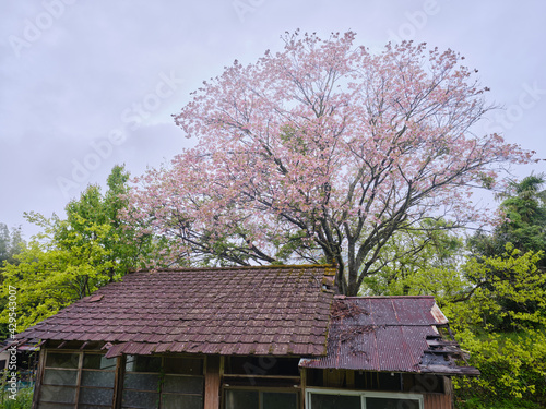 里山の桜 © makieni