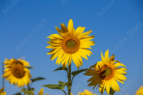 Beautiful landscape with sunflower field over blue sky