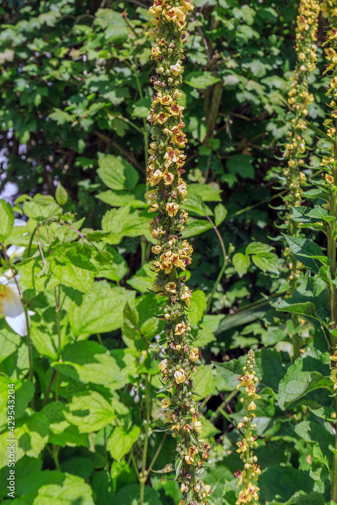 Wachendorfia thyrsiflora in Hamilton Botanic Garden Wachendorfia thyrsiflora in Hamilton Botanic Garden