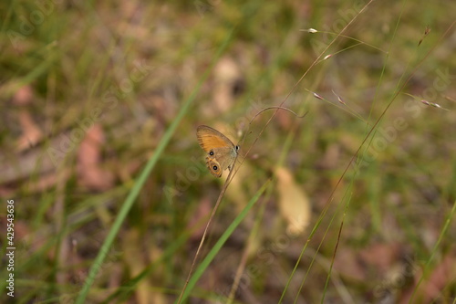 orange ringlet butterfly resting on a grass stem in natural habitat with blurry background © Eco-scape