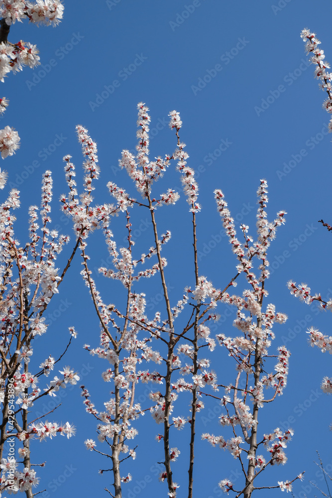 Apricot branches in full bloom on sky background. Vertical image. 