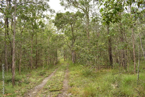 Obraz na plátně vehicle track winds through eucalypt forest with grassy understorey