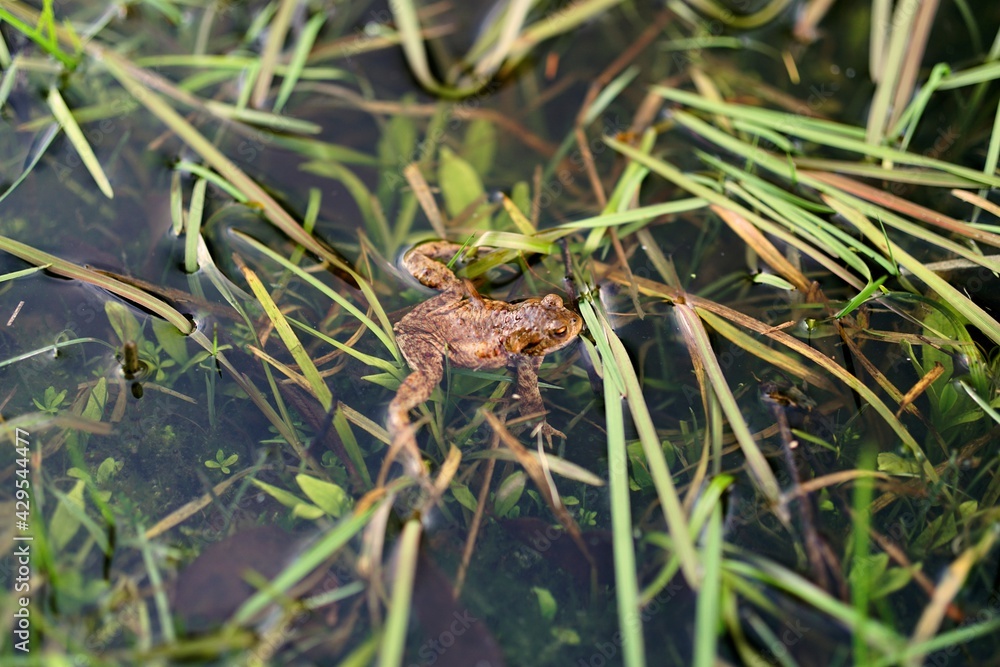 Fototapeta premium A Frog In The Pond