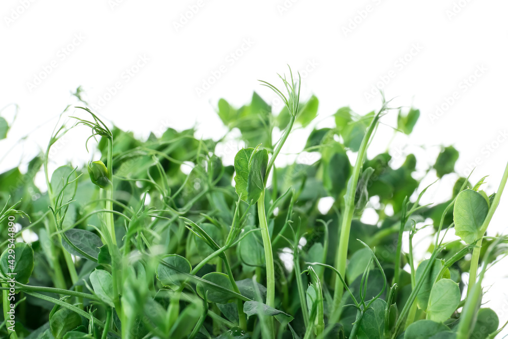 Fresh peas micro green on white background, closeup Fresh peas micro green on white background, closeup