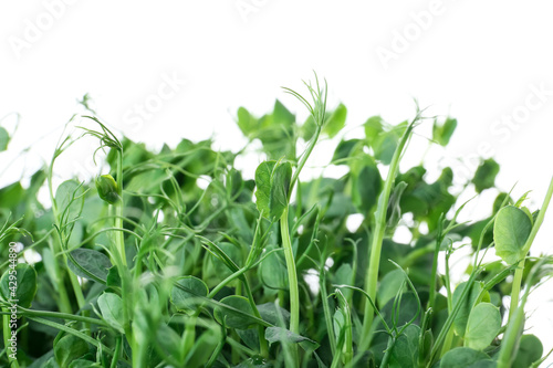 Fresh peas micro green on white background, closeup