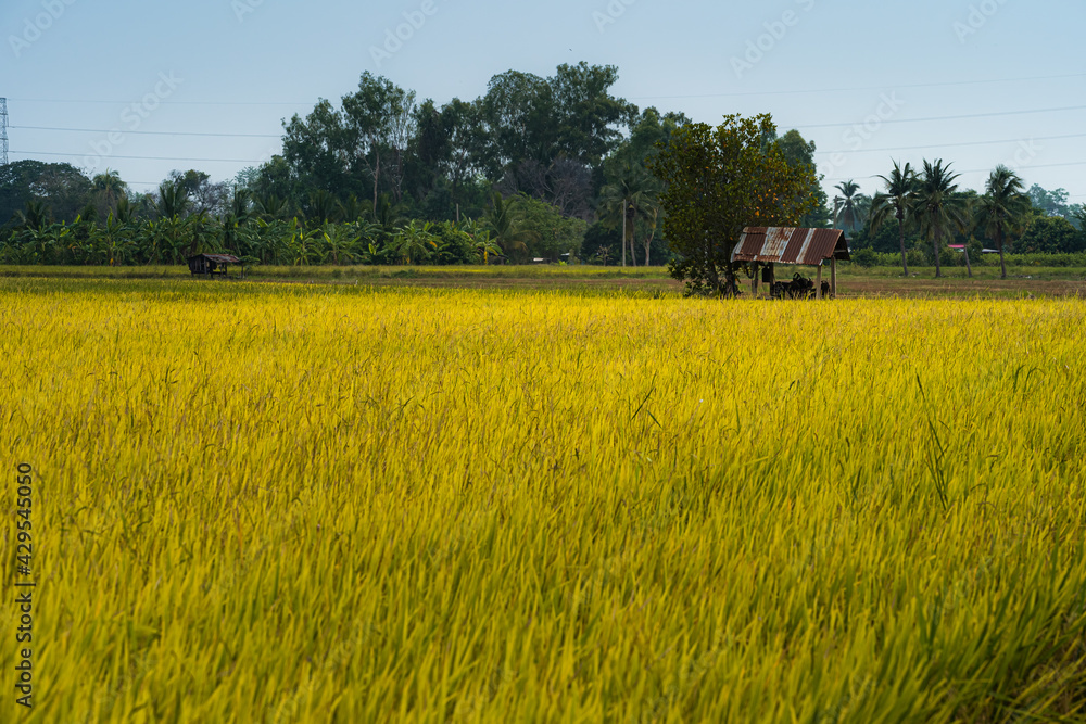 Old Wood cottage and Scenic view landscape of Rice field green grass with field cornfield or in Asia country agriculture harvest with fluffy clouds blue sky sunset background.