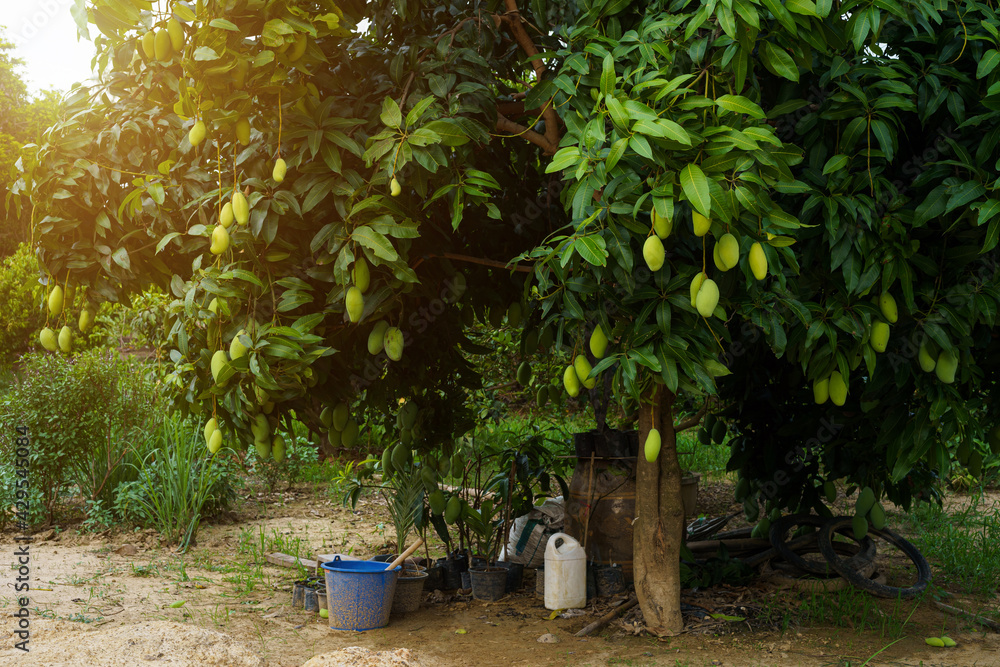 Close up of Fresh green Mangoes hanging on the mango tree in a garden farm with sunlight