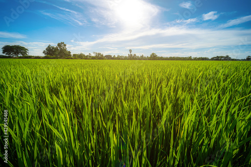 Scenic view landscape of Rice field green grass with field cornfield or in Asia country agriculture harvest with fluffy clouds blue sky daylight background.