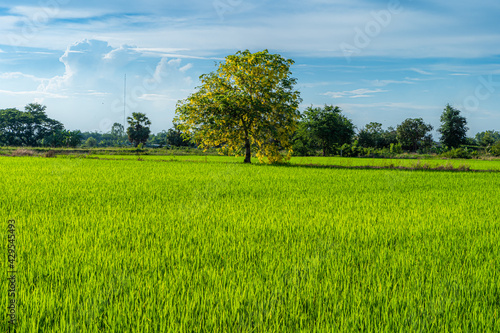 Scenic view landscape of Rice field green grass with field cornfield with solitary Yellow flowers Cassia Fistula tree in country agriculture harvest with fluffy clouds blue sky daylight background.