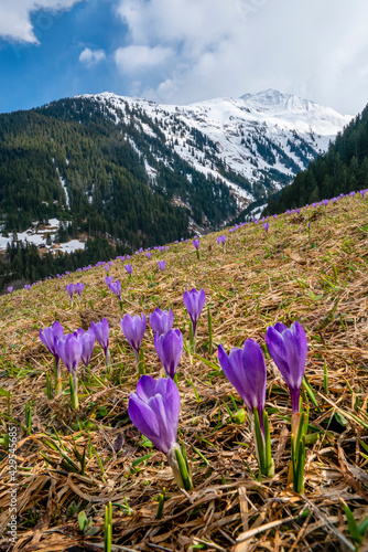 Frühling in den Bergen