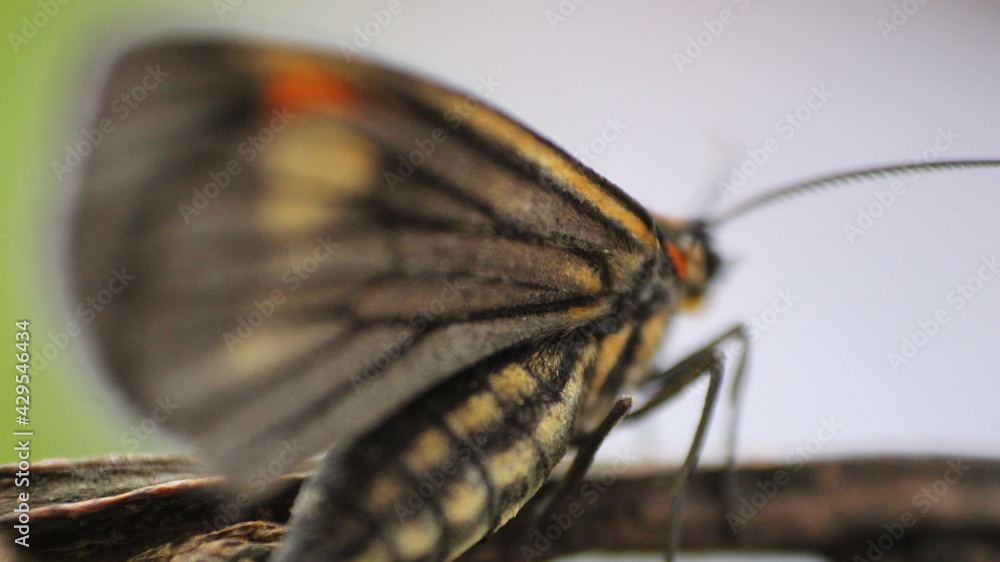 Naklejka premium close up of a butterfly