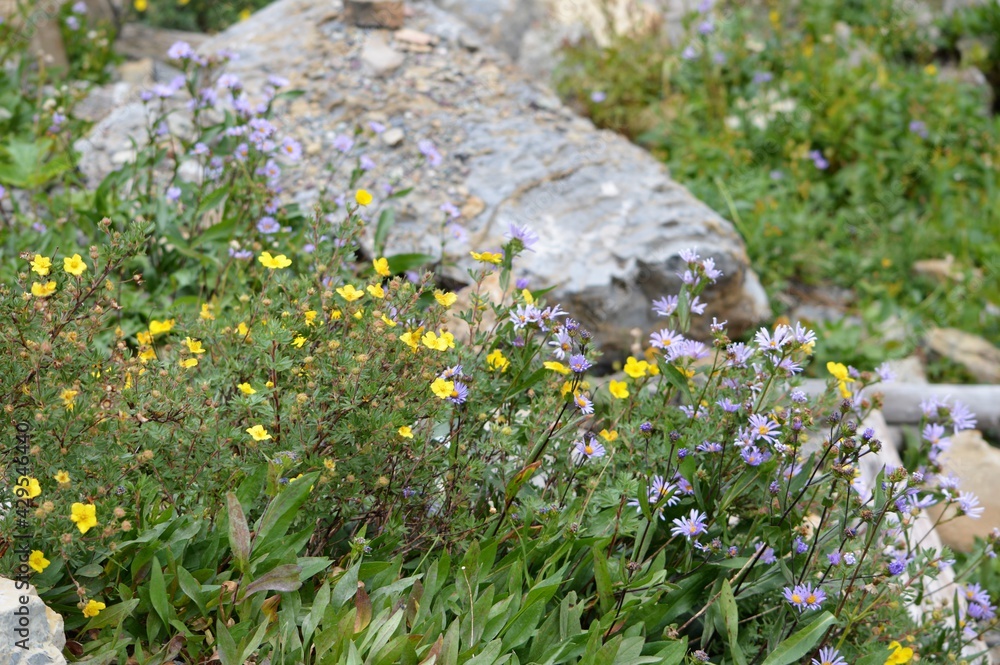 Fototapeta premium flowers in the meadow